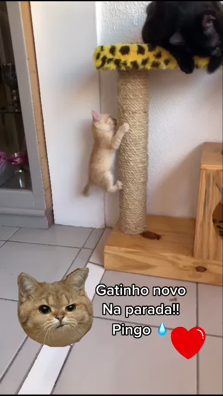@🐱Cats🐱