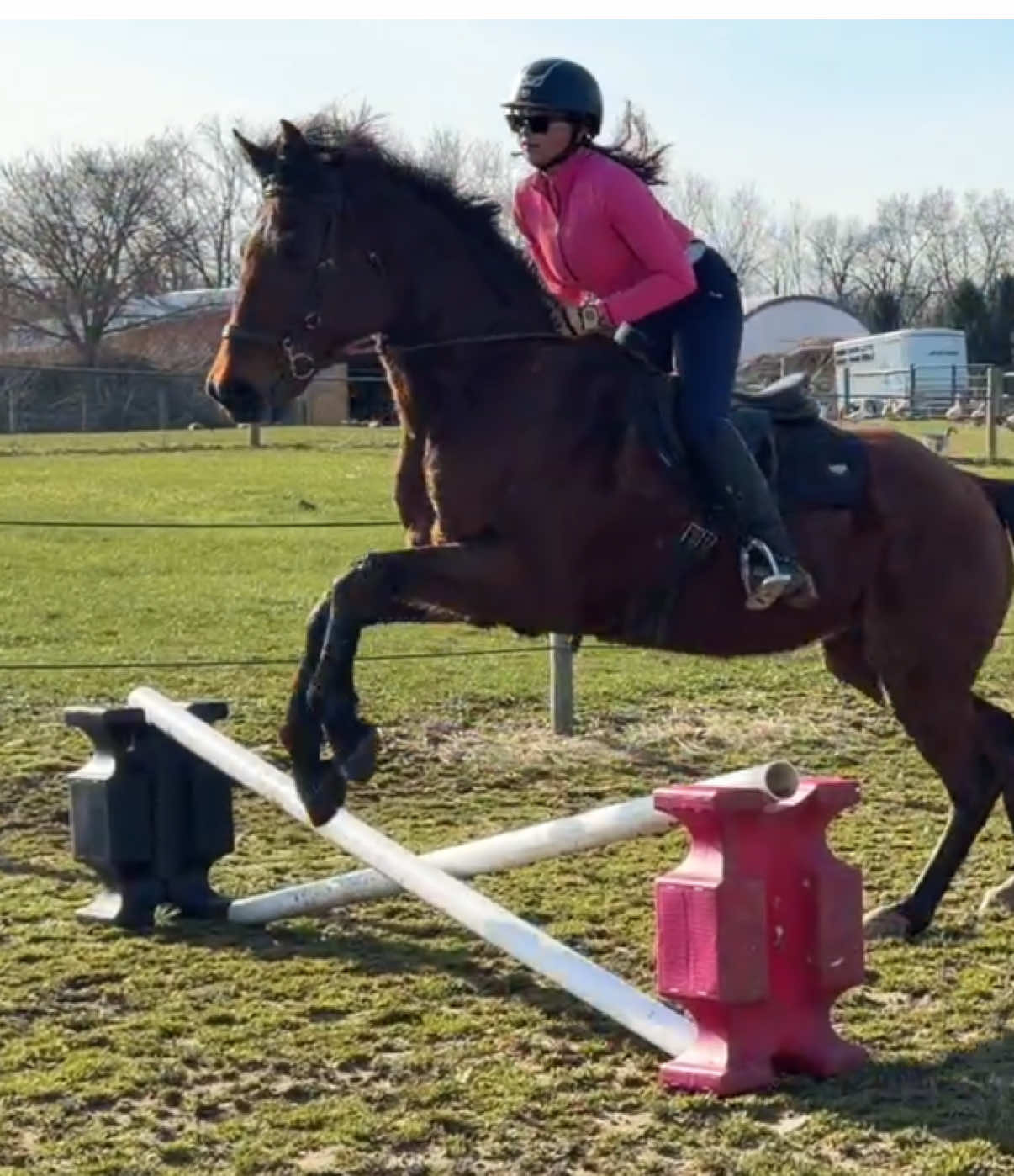 @Lorraine 🐴🩺