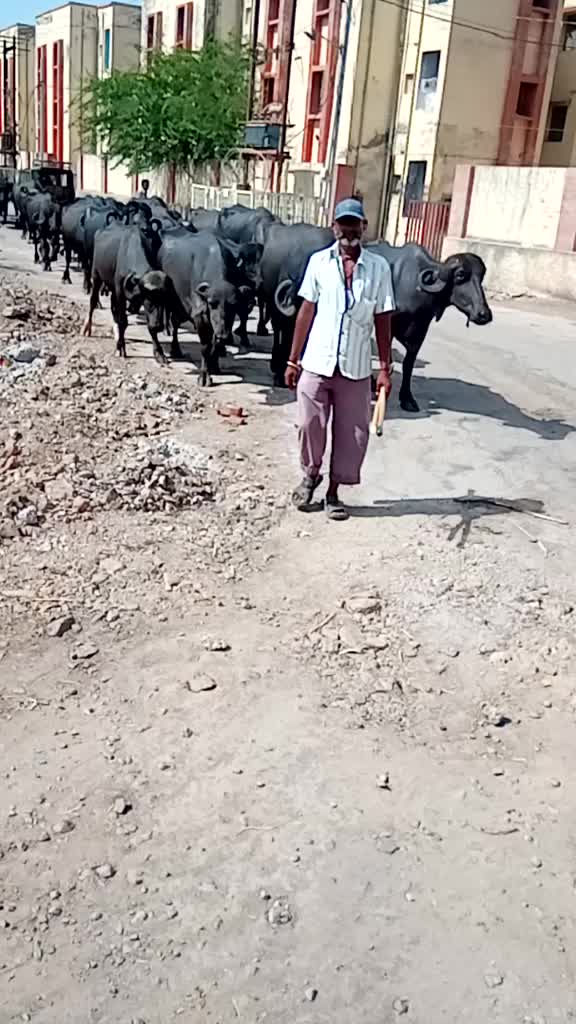 @Mr. Maldhari 9907