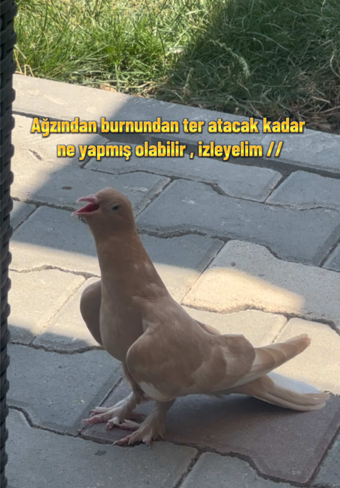 @burak.KUZOLUK [ Kuşlar Vadisi