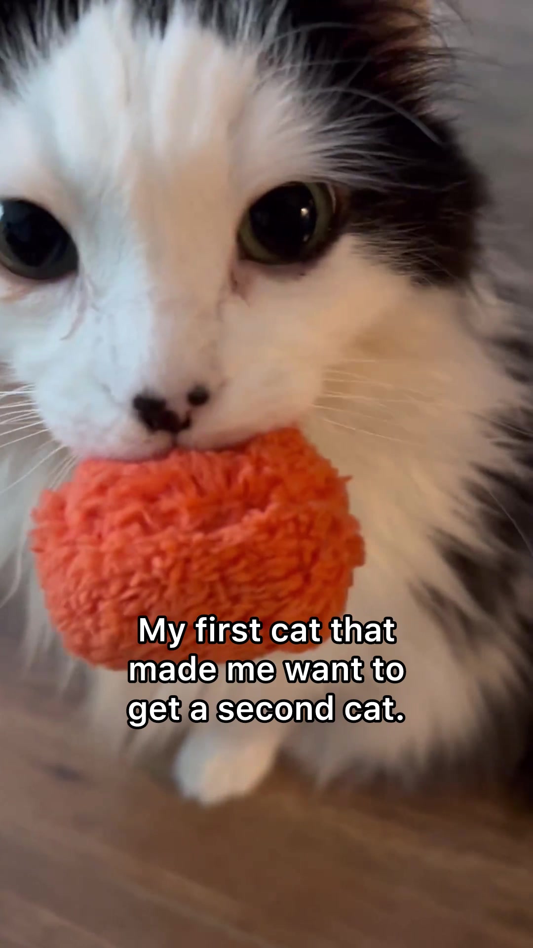 @The Oreo Cat