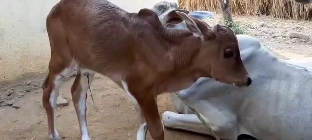 @rakeshgoud