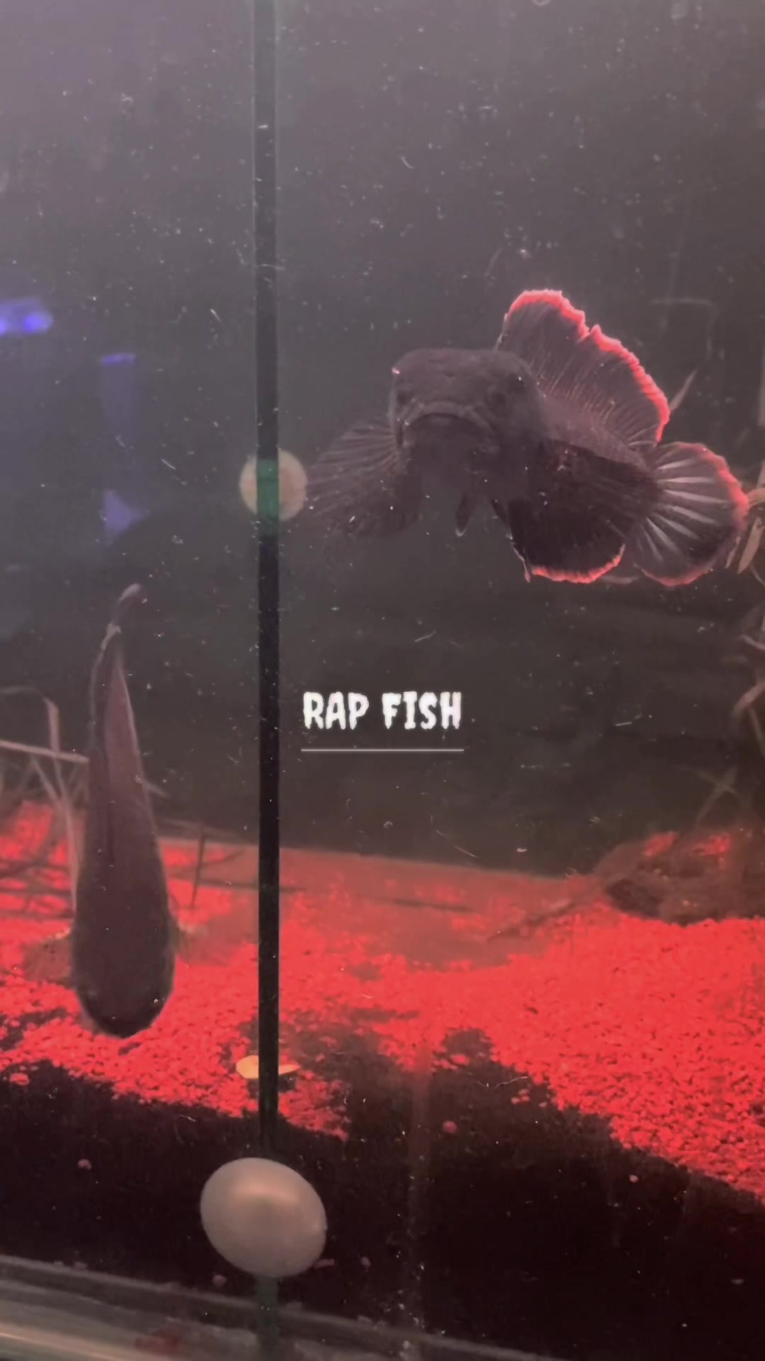 @RAP_Fish