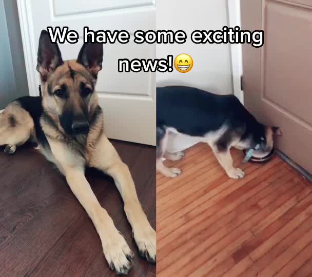@🐶 Lily 🐶