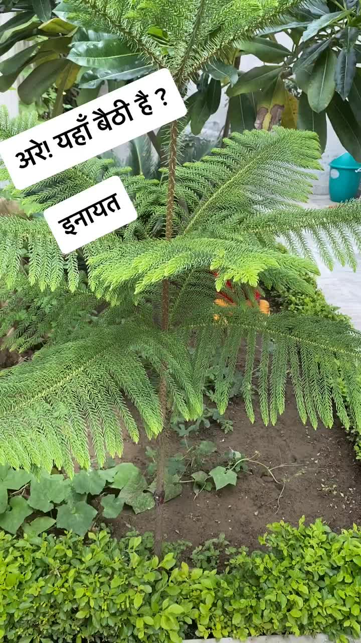 @Gurveer Singh Brar
