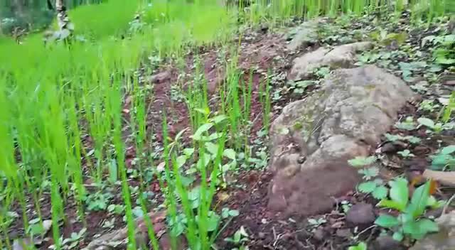 @Rajeev Krishna