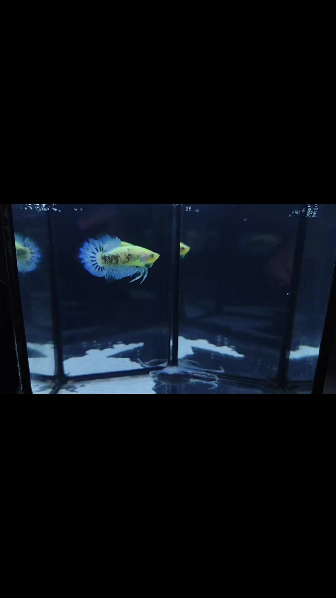 @The Betta-Buddy Shop