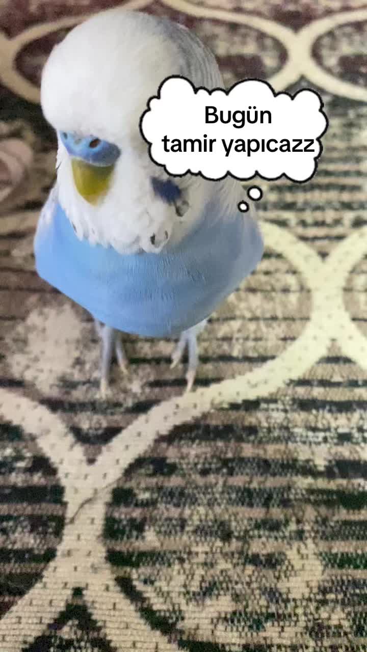 @Ebru Akalın
