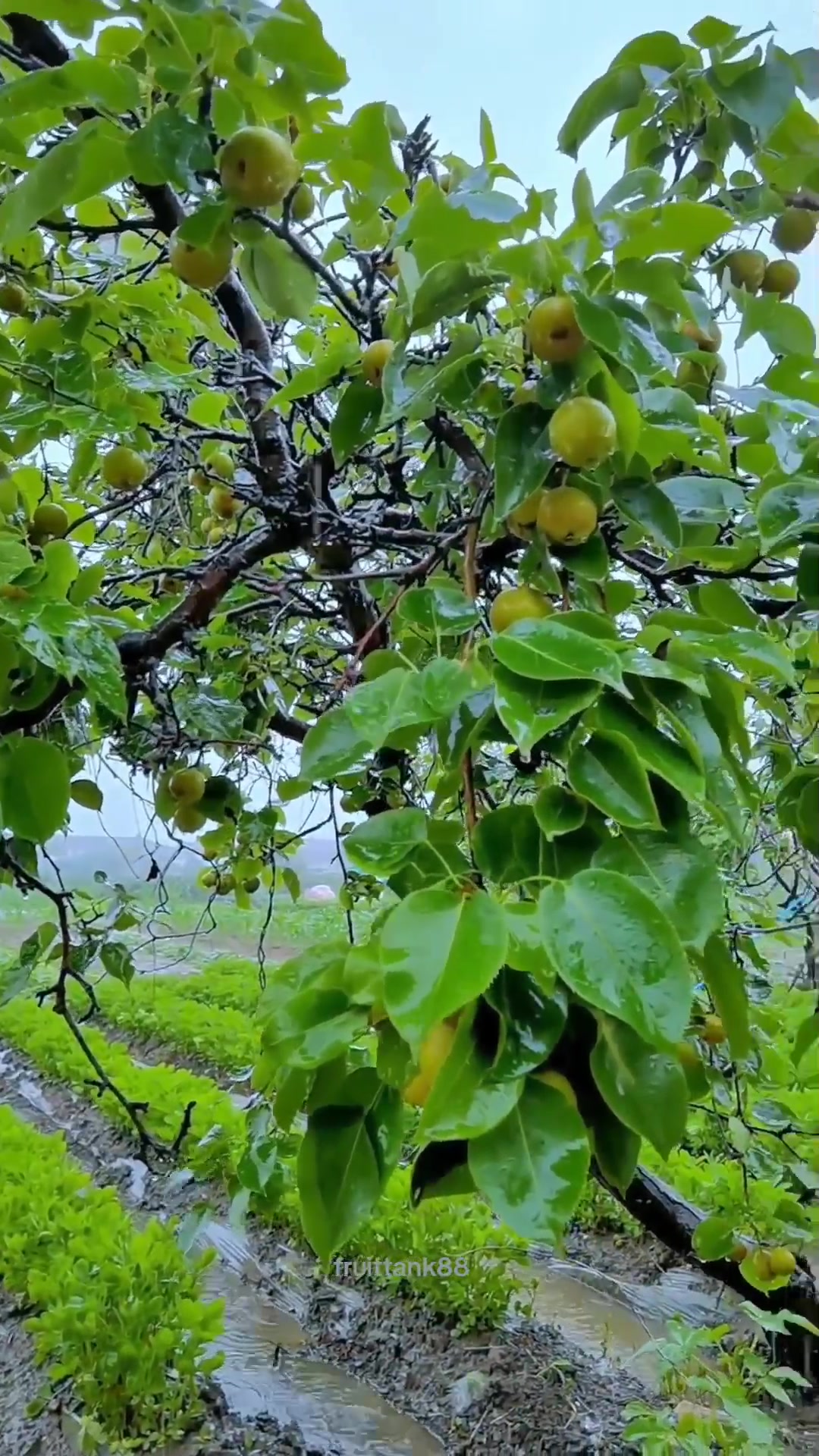 @Fruits88๐๐๐