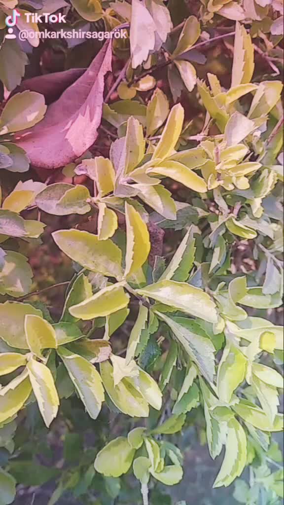 @rupali mudnor