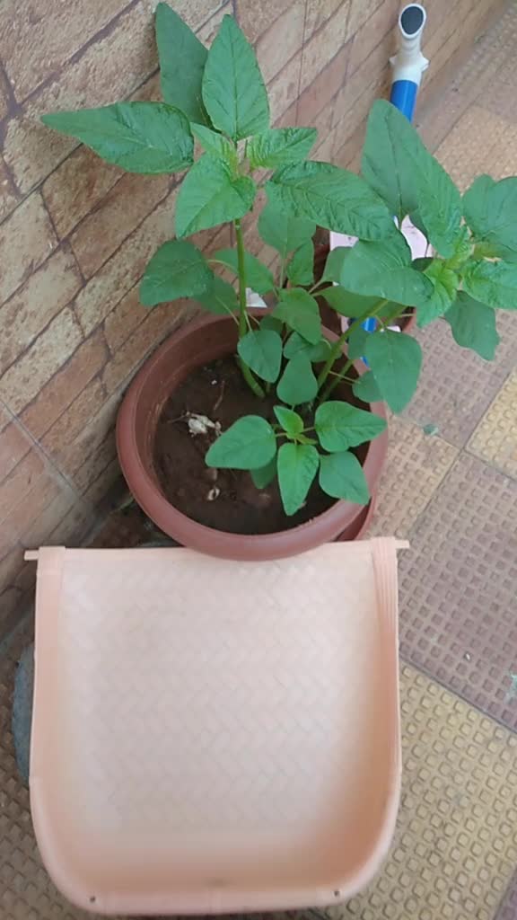 @Divya Mareedu