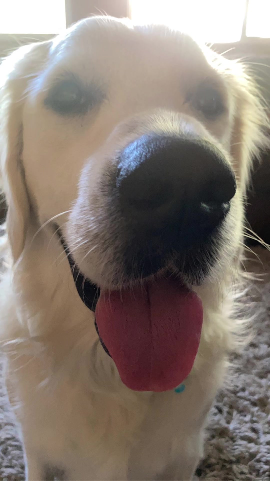 @pierredawg