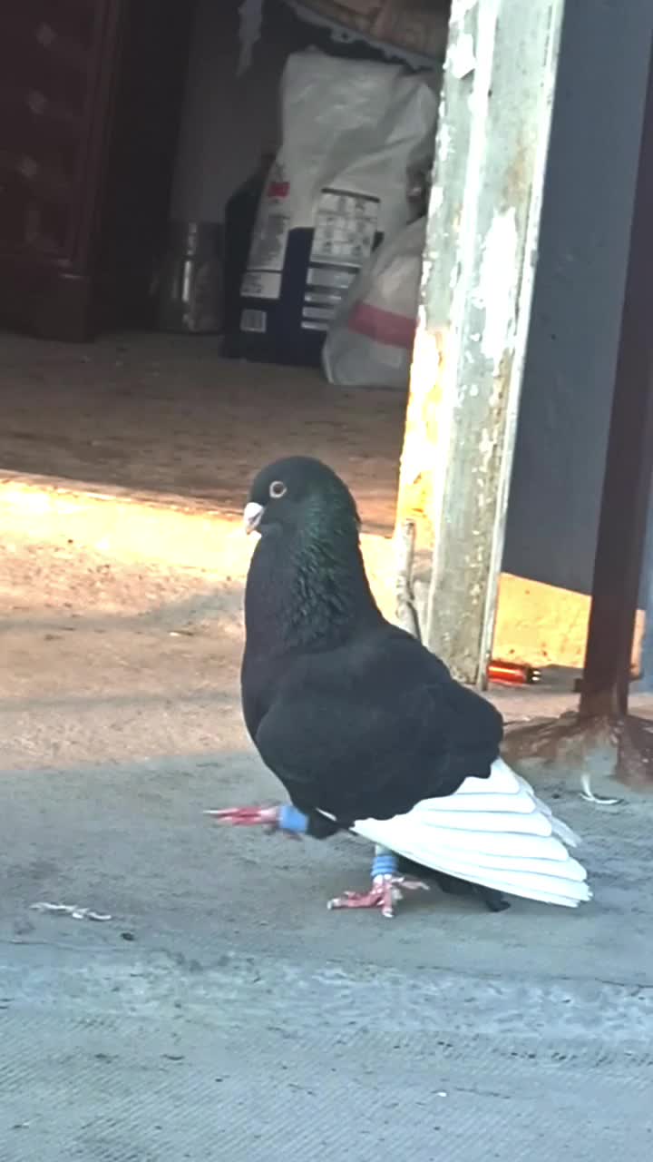 @kıvırcık Ali
