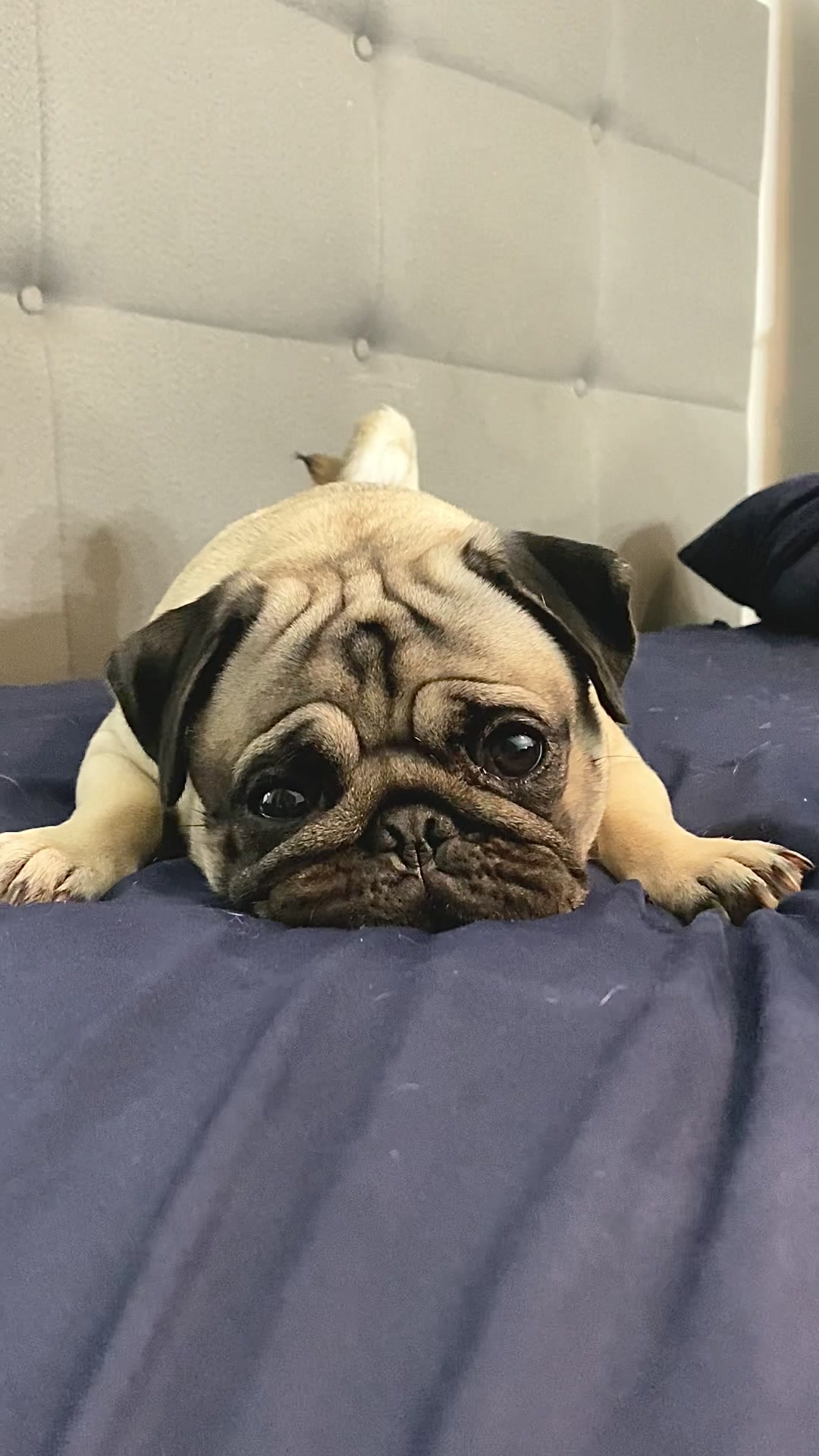 @Moka_lapug