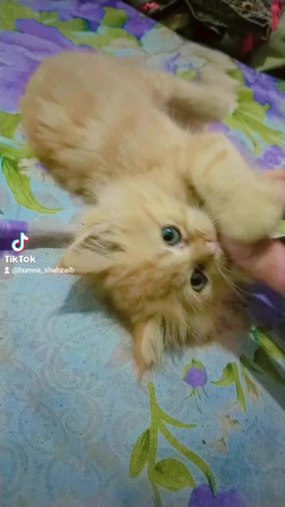 @humzaib