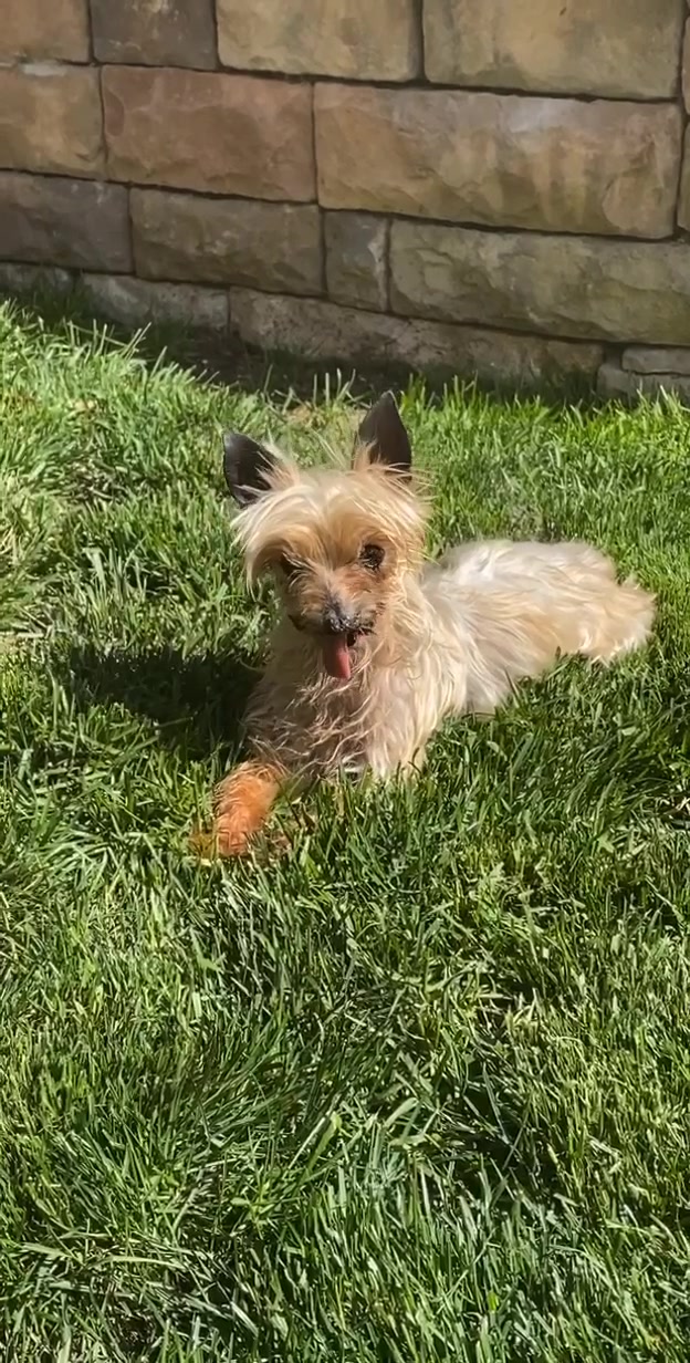 @Harlow the Yorkie