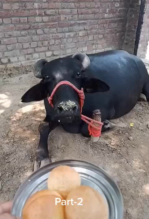 @🔥Laddi_Begowal🔥