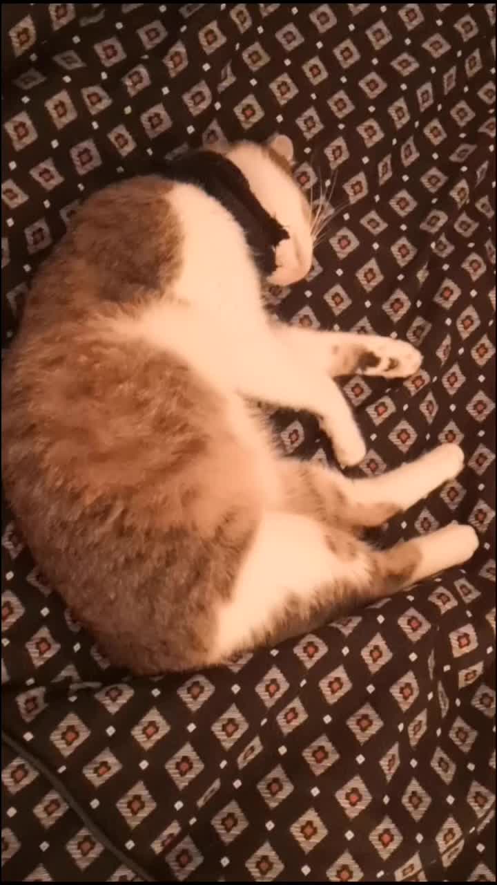 @Pêche 😺