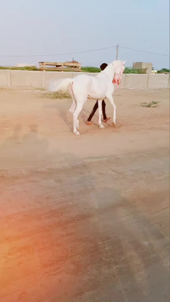 @Rahil Akhani