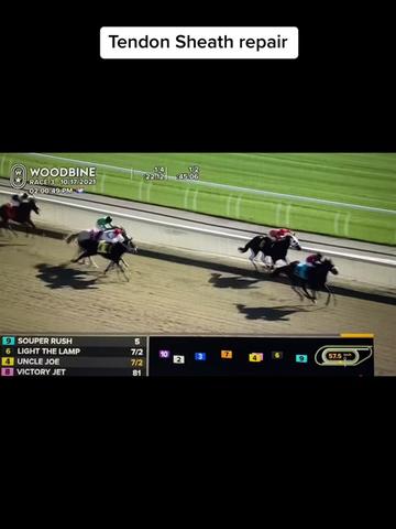 @EquineSurgeryOntario