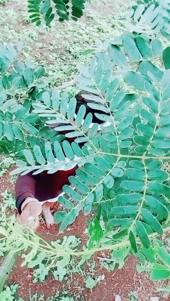 @💠💠Banjara Tigar💠?