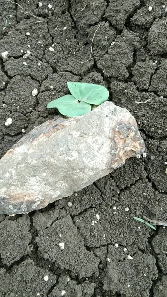 @भागवत आढाव
