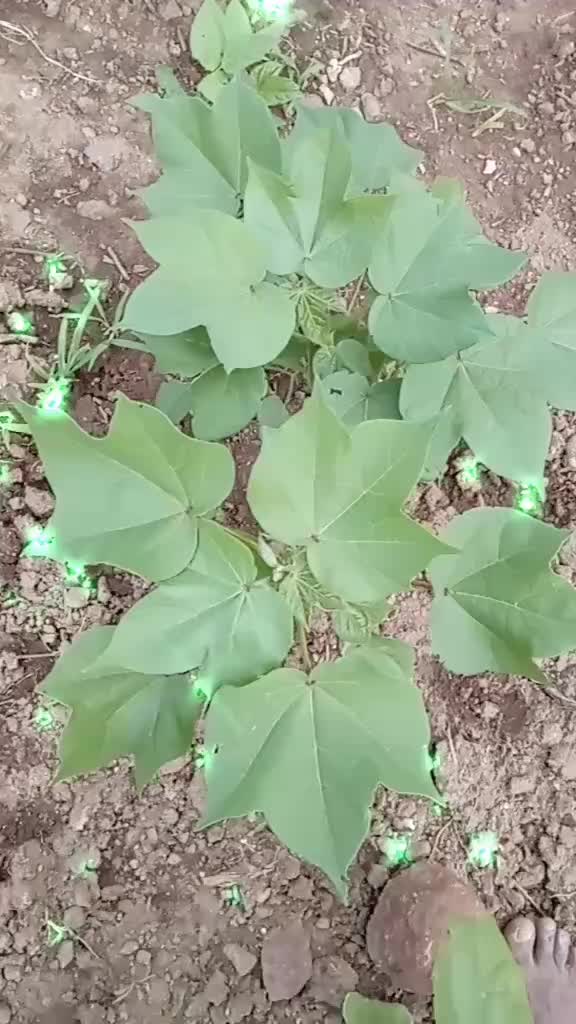 @जय मल्हार