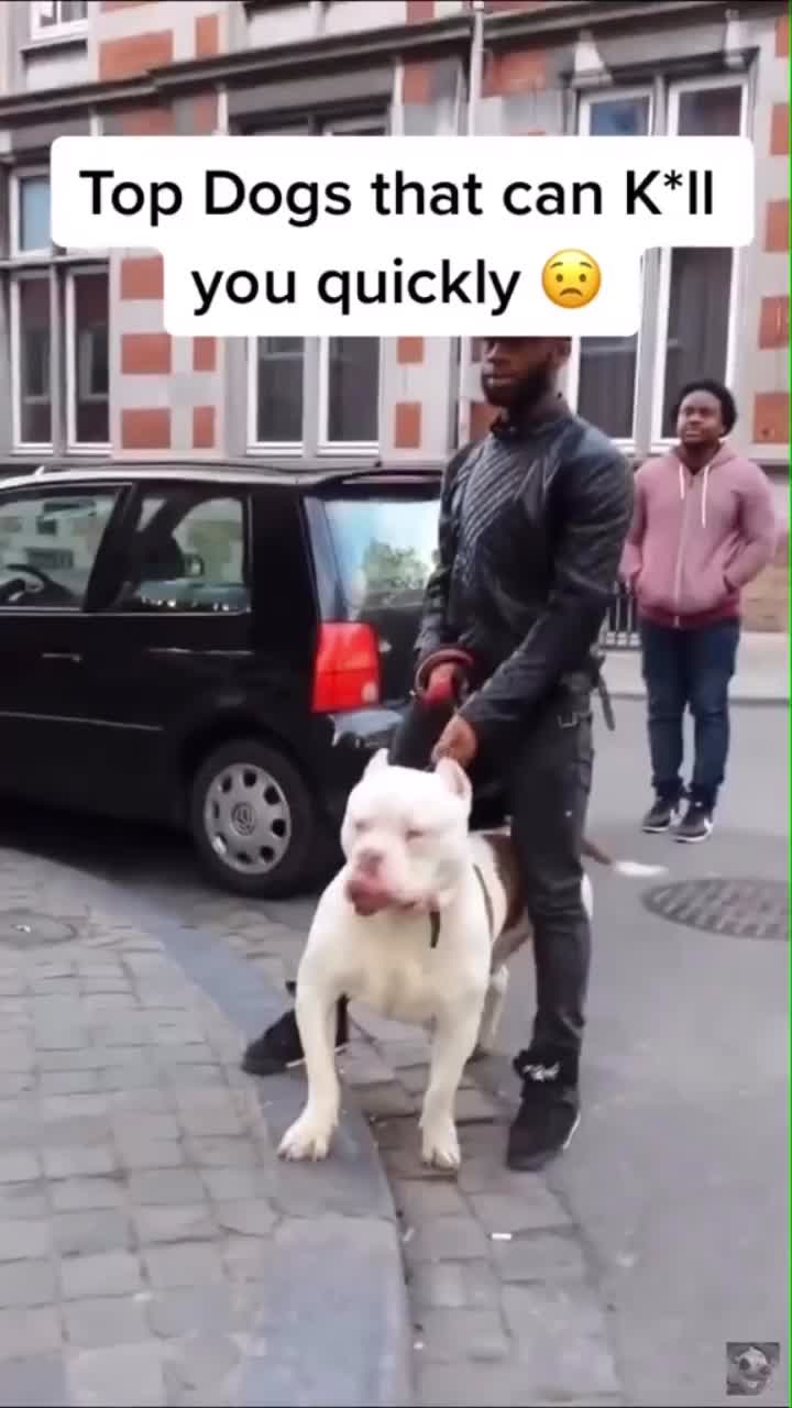 @WalterDog
