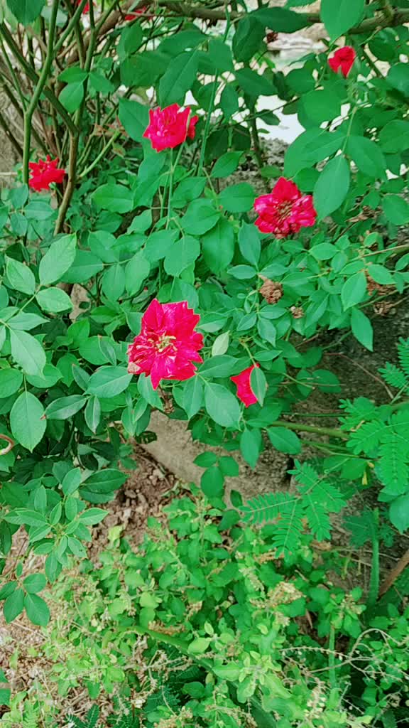 @manasa reddy manu