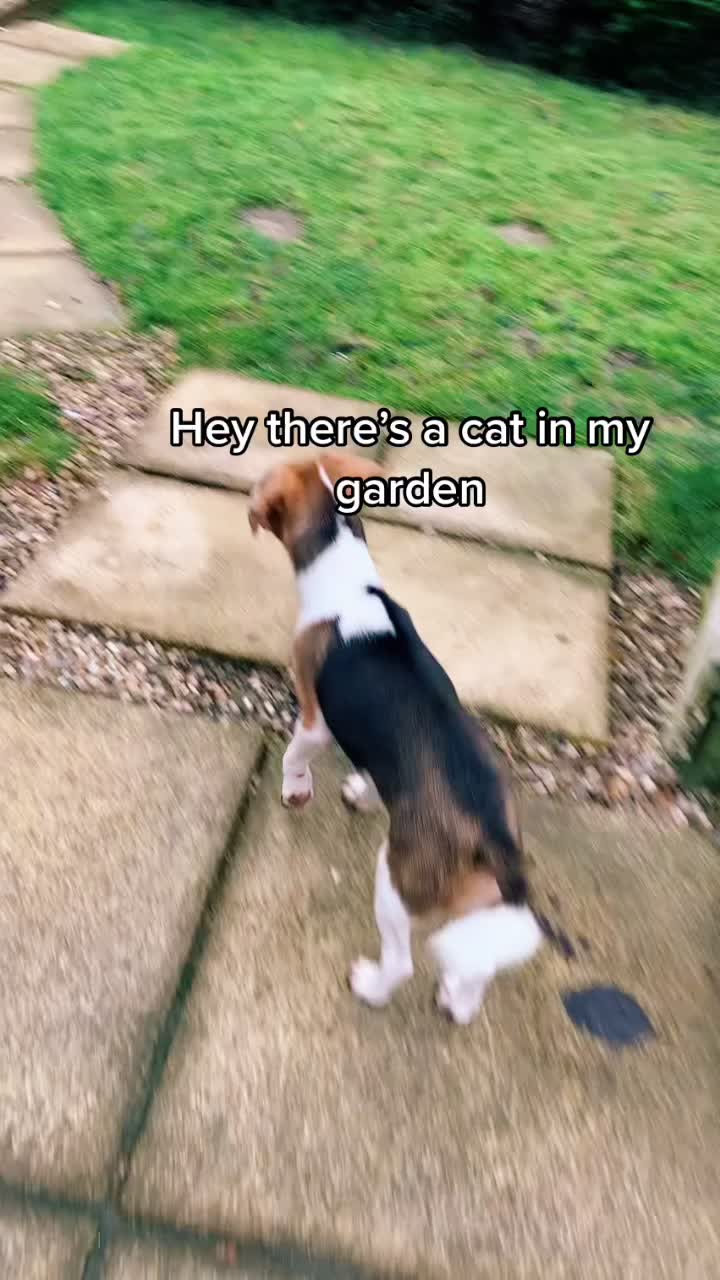 @Lync the Pocket Beagle ๐ถ