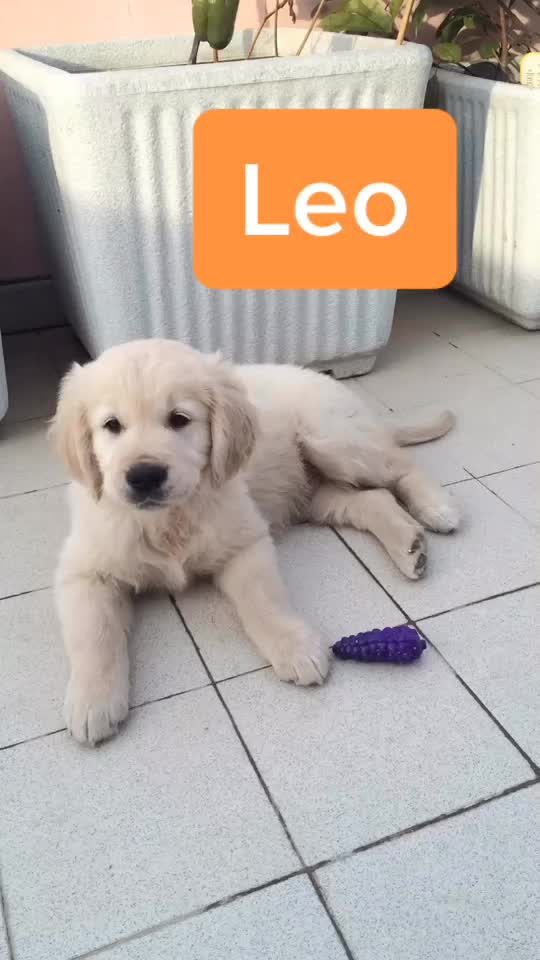 @Leo_nrl_golden