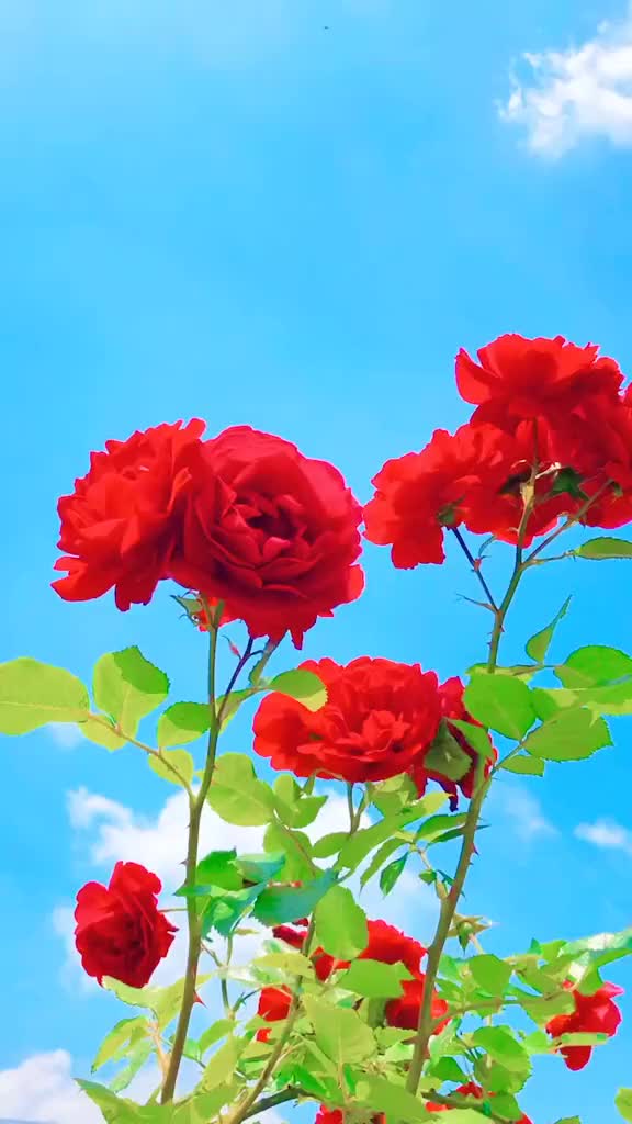 @SIDDHIKSHA SATAPATHY
