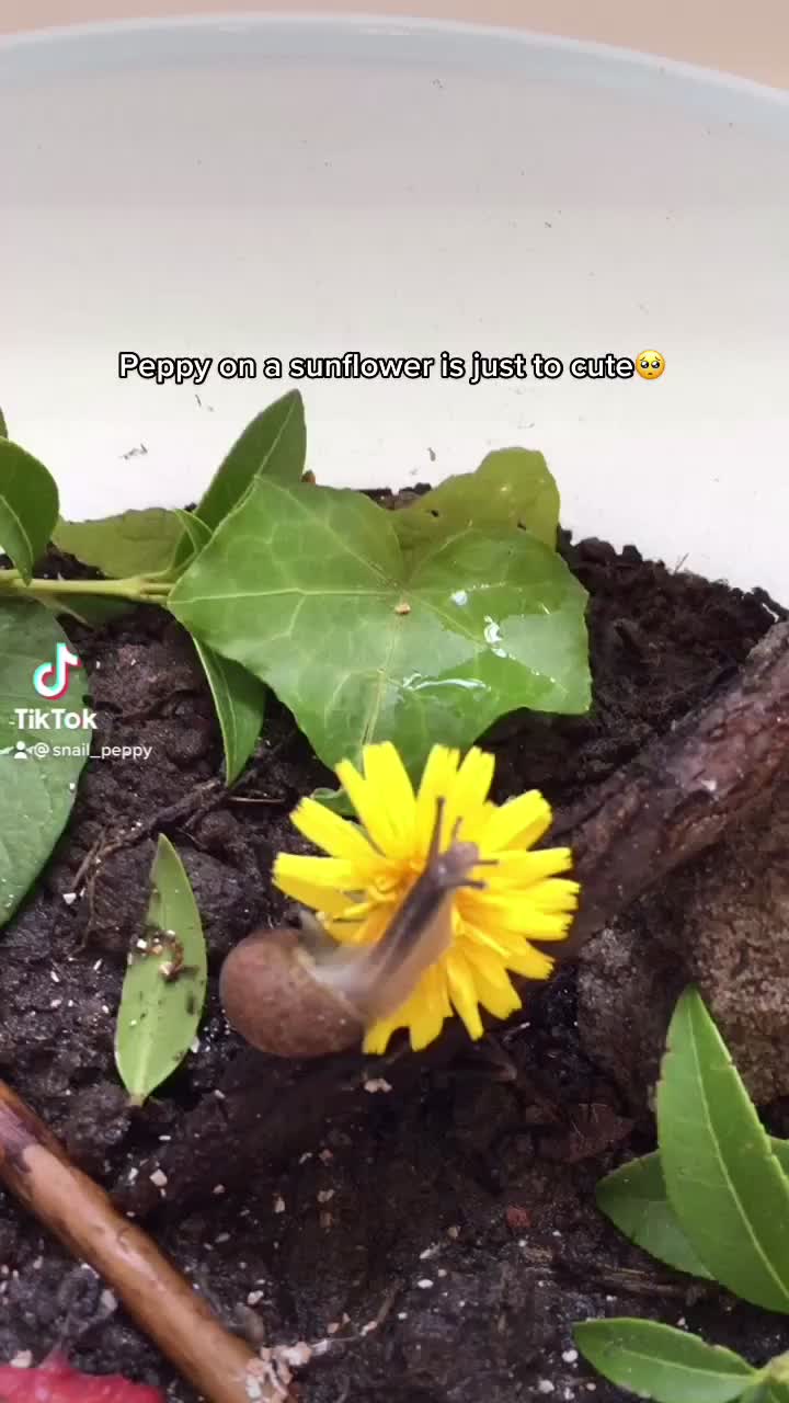@Peppy the snail <3