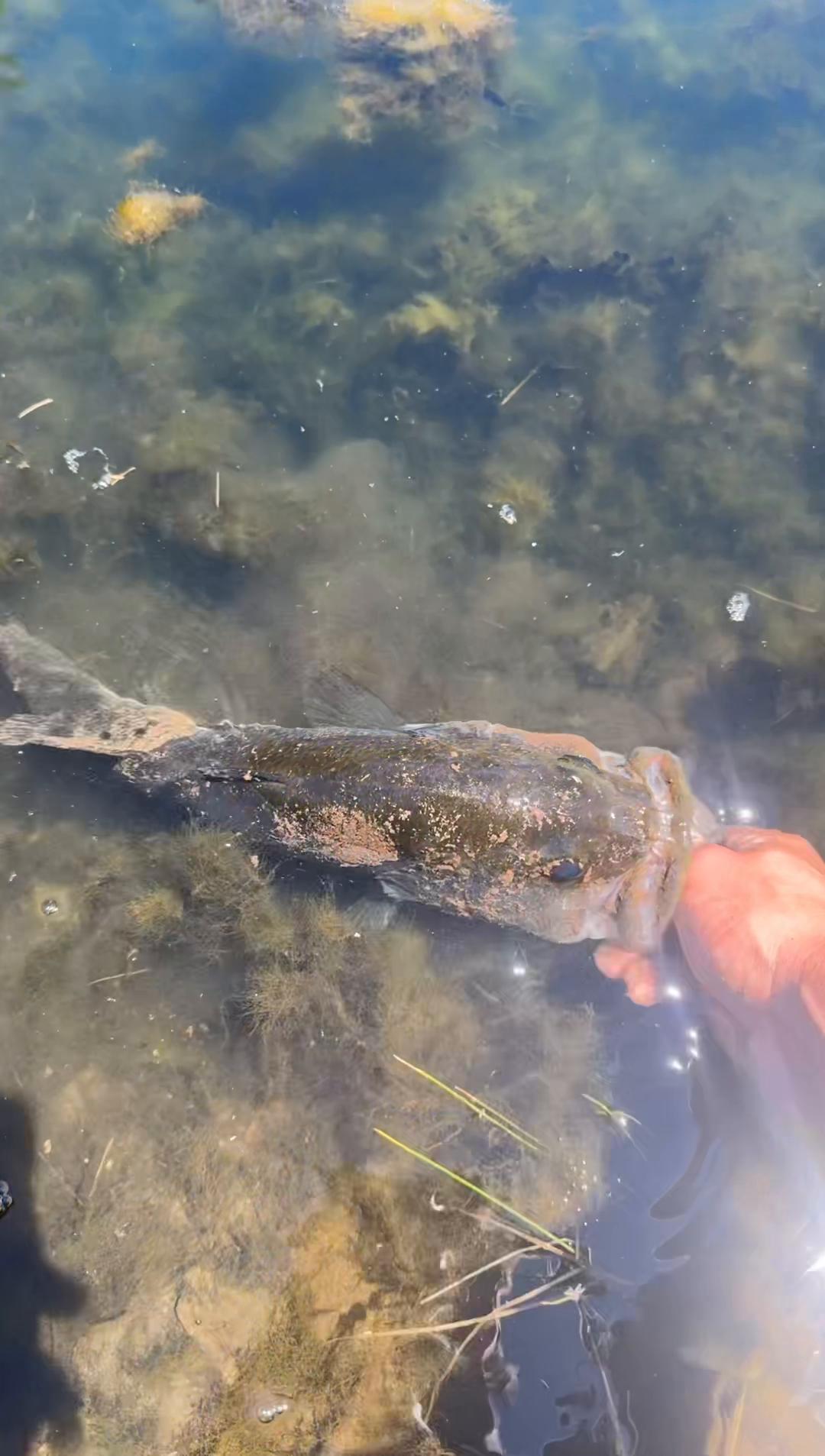 @PickleFishin