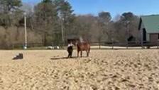 @horseshowqueen89