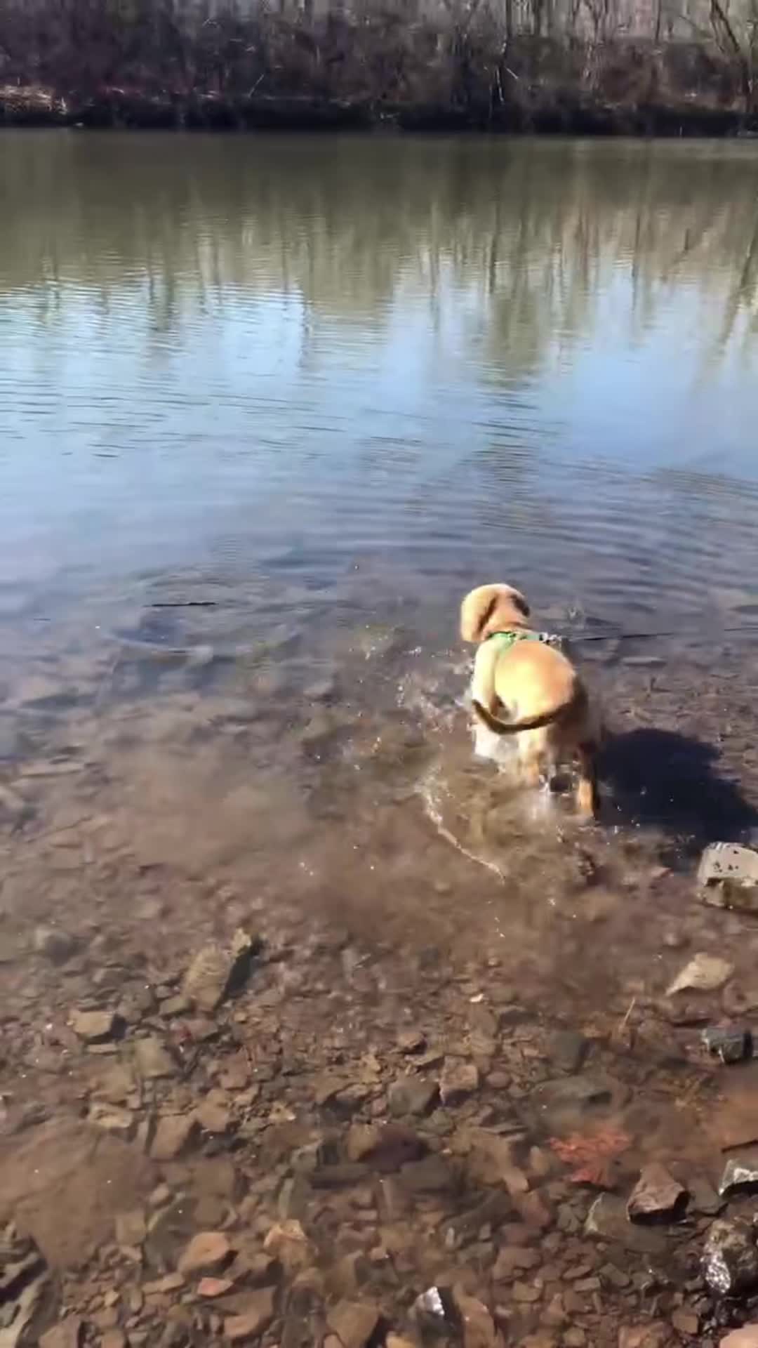 @Los golden Retriever