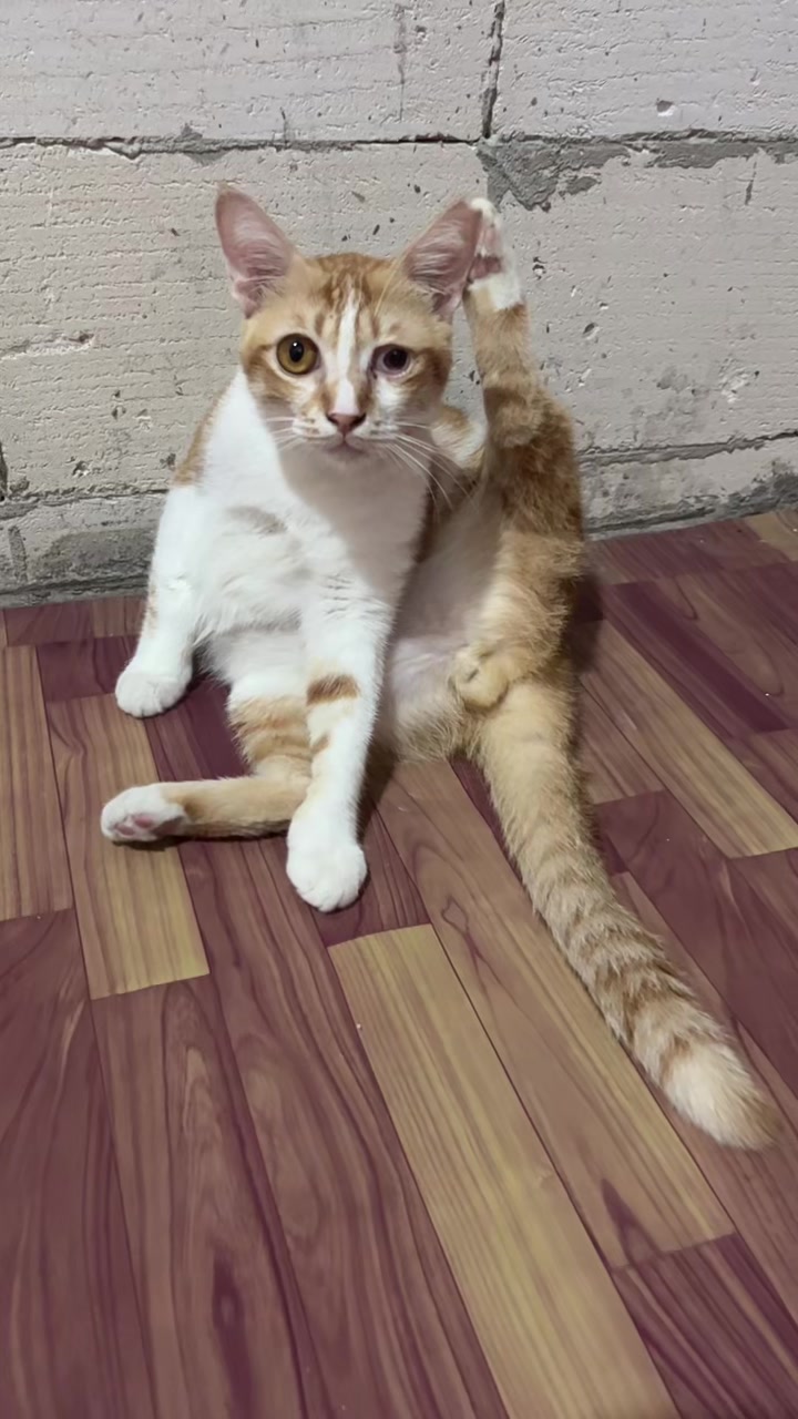 @BUMI ANABUL😺