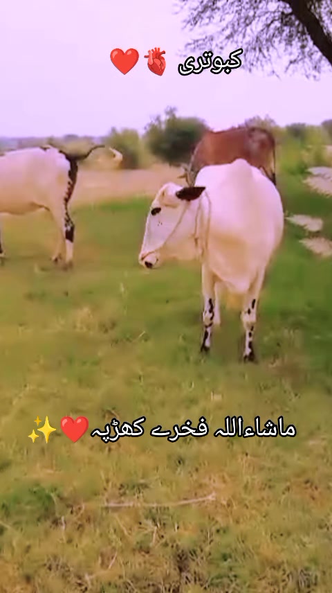 @@Atiq
