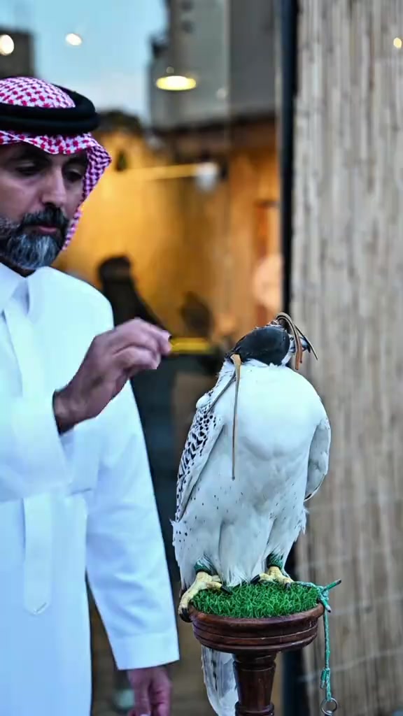 @ريشة صقر