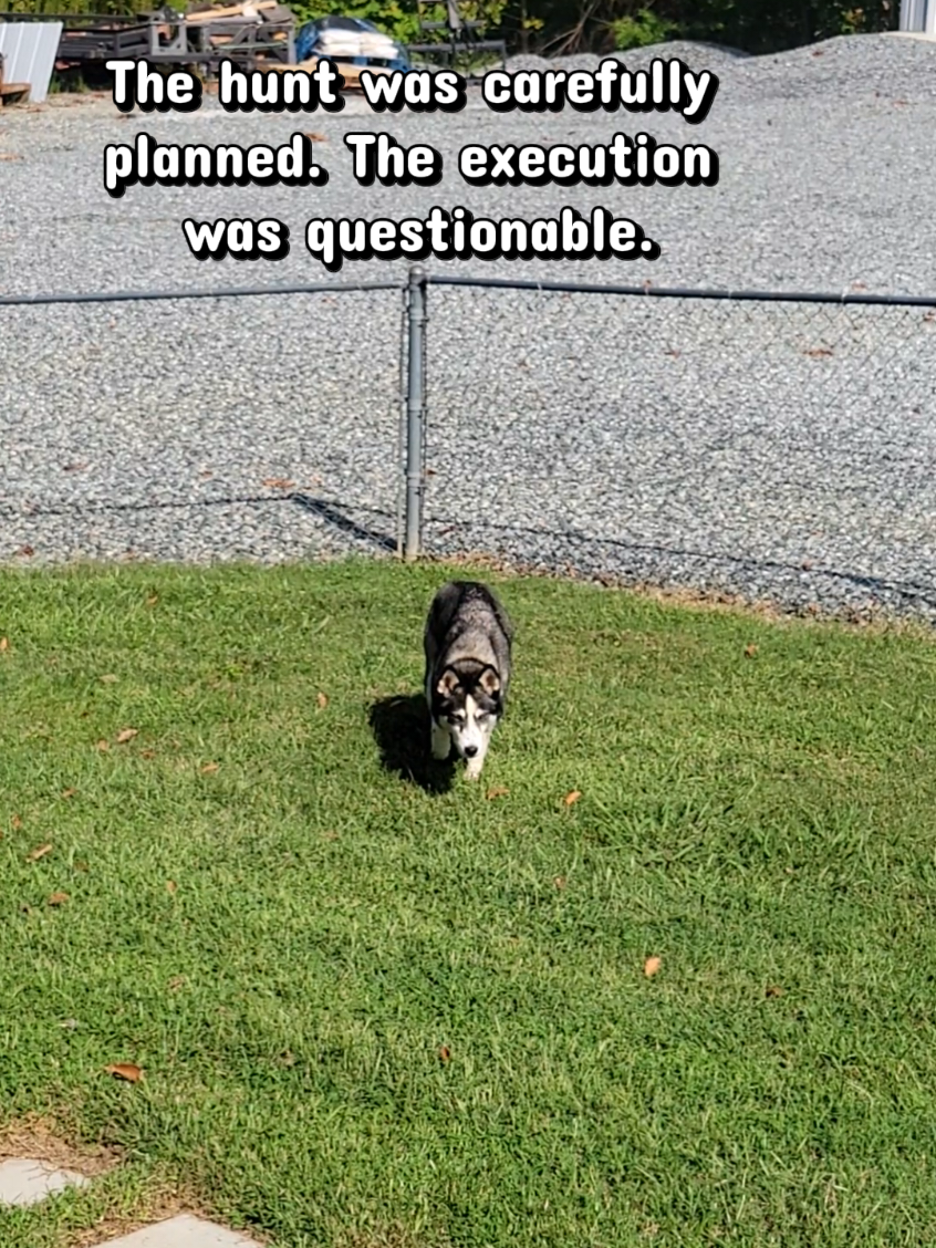@the Hussey Husky