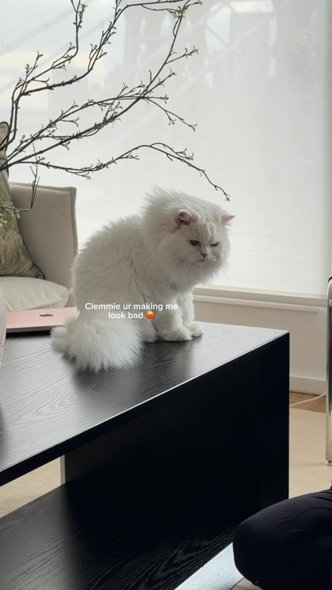 @Cleo the City Kitty