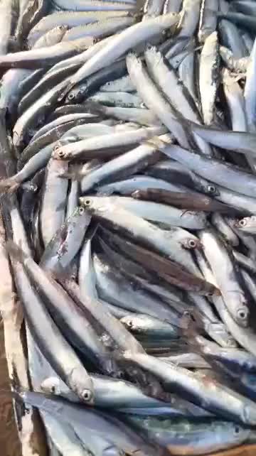 @Fouad pêcheur