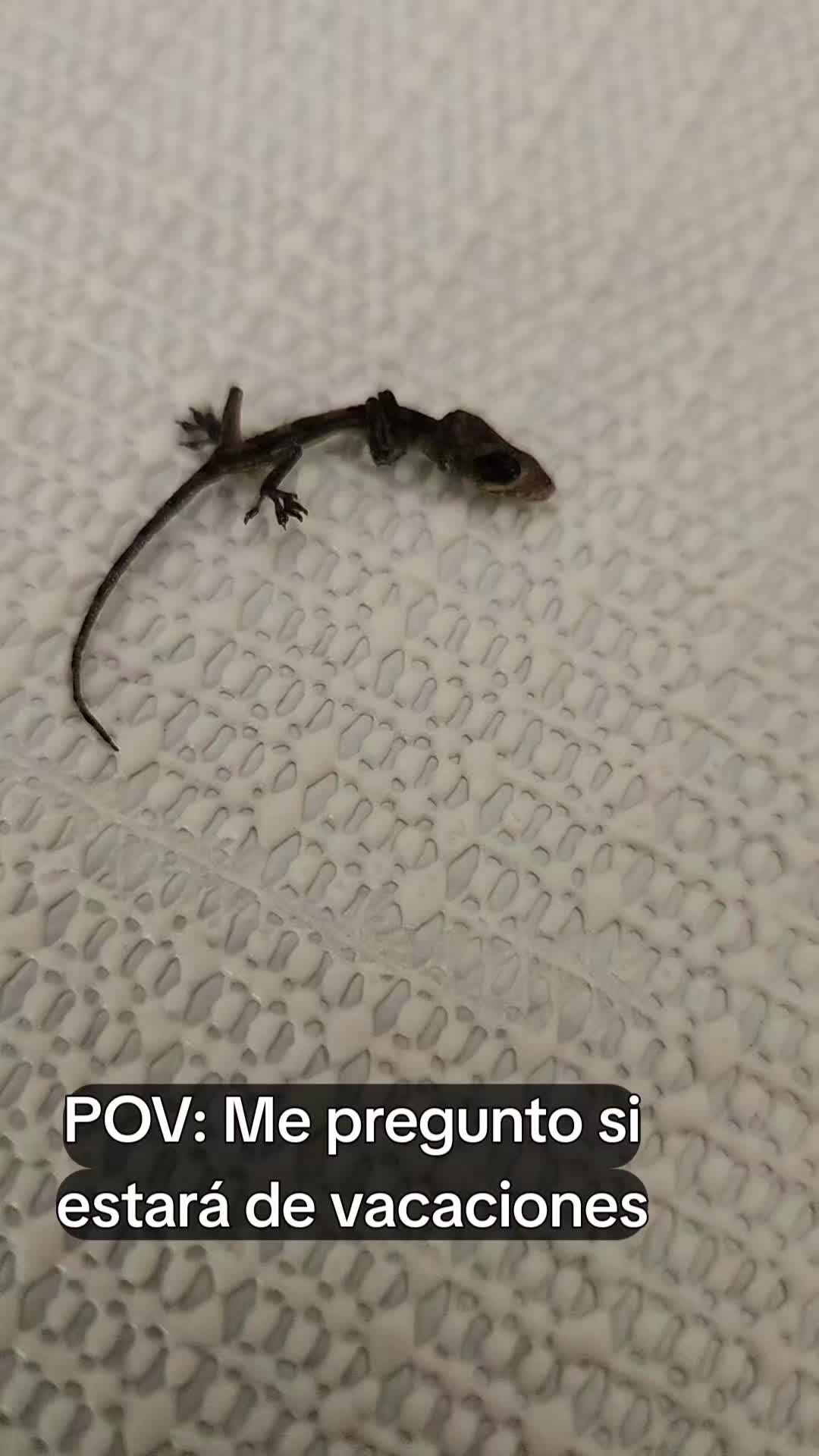 @Carlos noriega🇸🇻