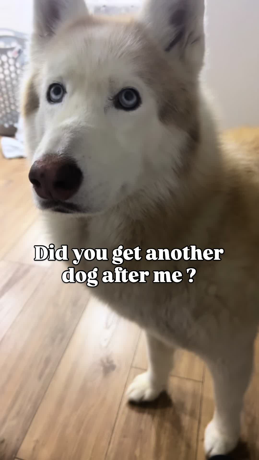 @freezinghusky