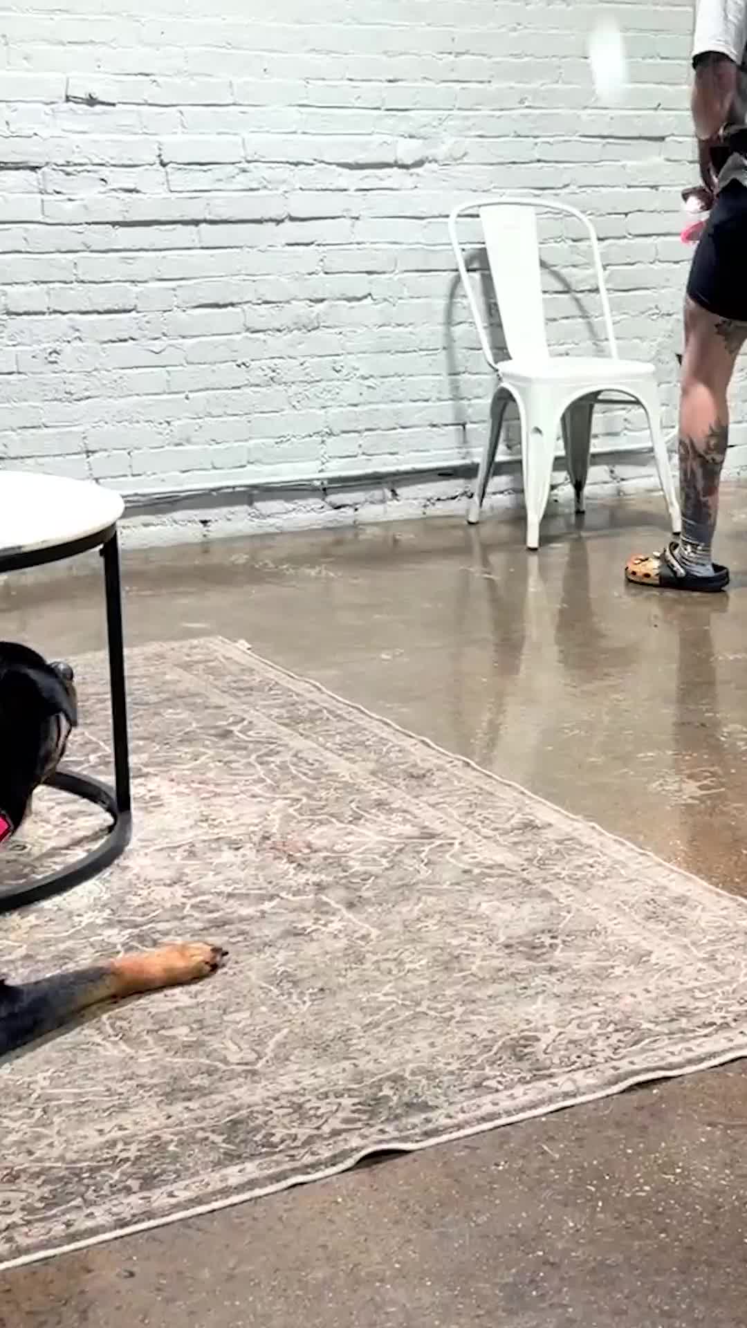 @Miracle K9 Training