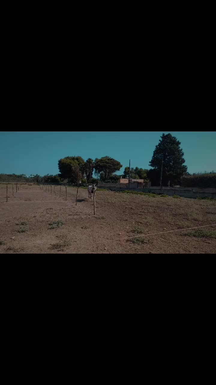 @GypsyHorse