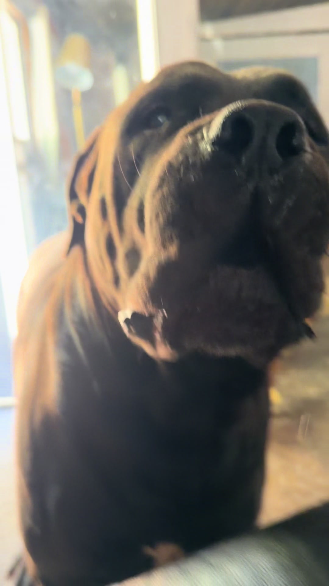 @Bigfoot Boerboels
