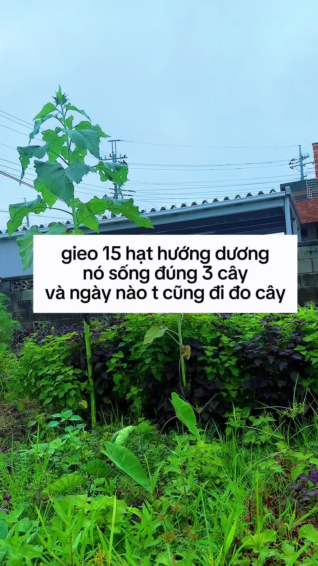 @Selena Gtn