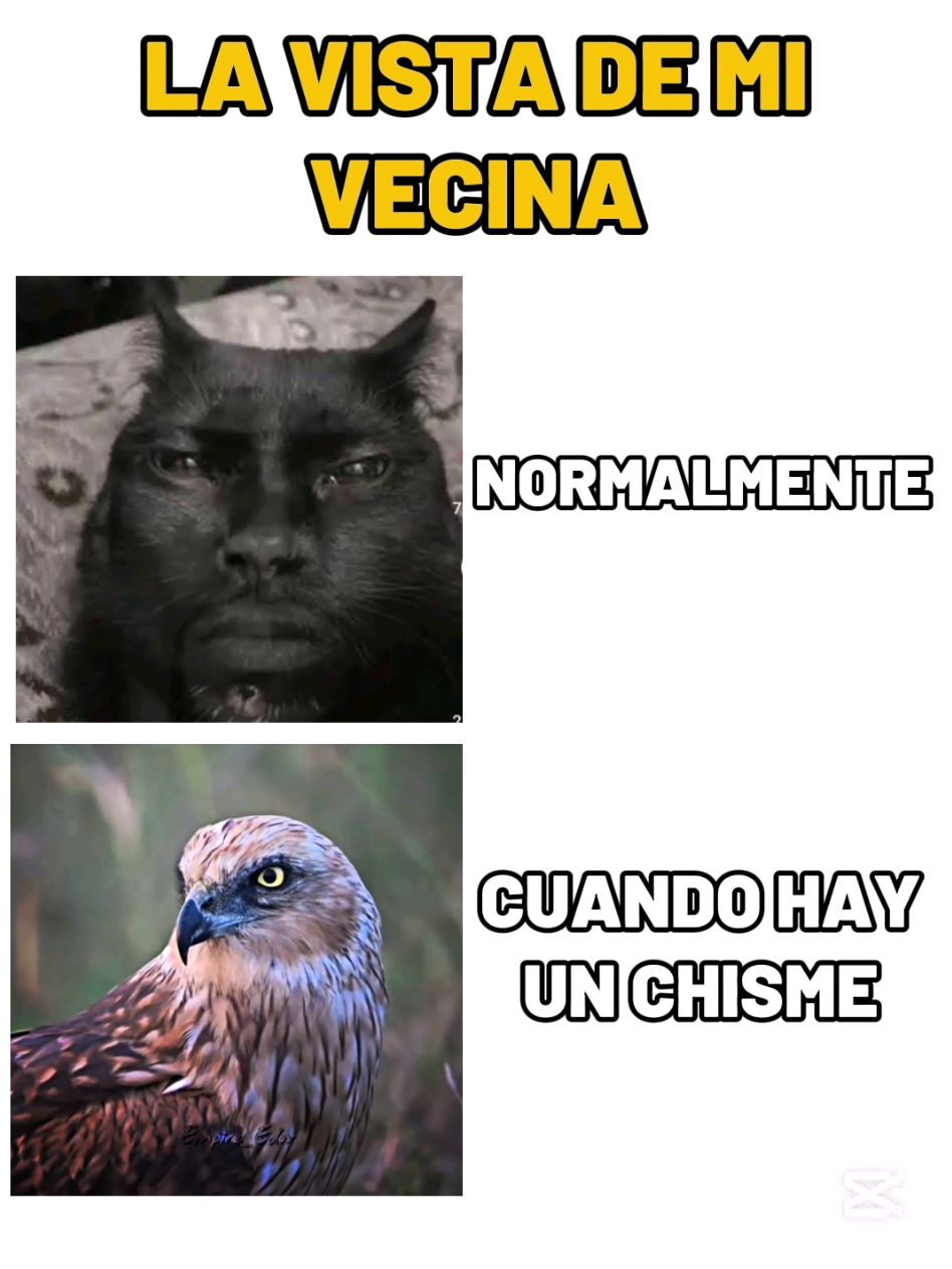 @TIGRITO EN MEMES