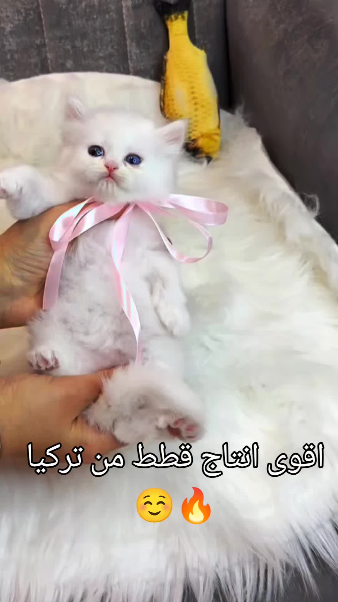 @قطط لتبني في تركيا🇹🇷